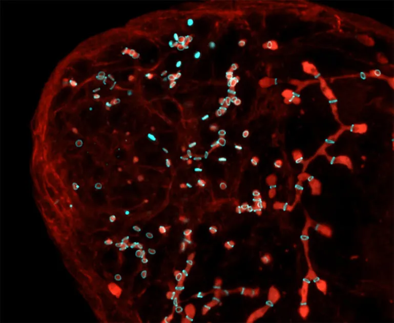 Scientists look to sperm to improve reproductive health and beyond