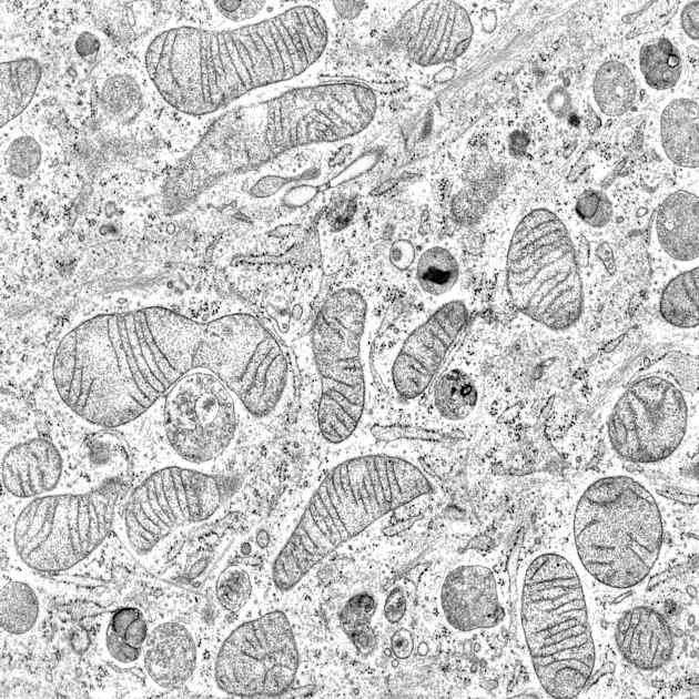 Back to school: What mitochondria really do