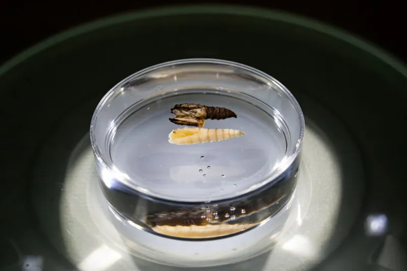What You Need to Know About Screwworm