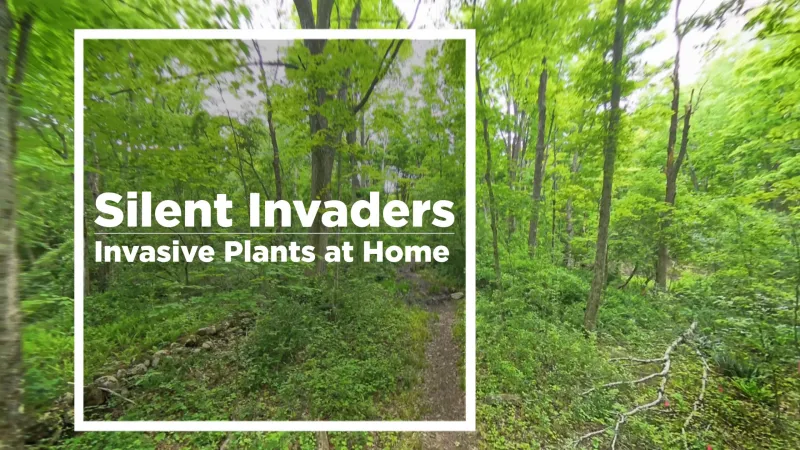 New Program Trains CT Residents to Manage Invasive Plants