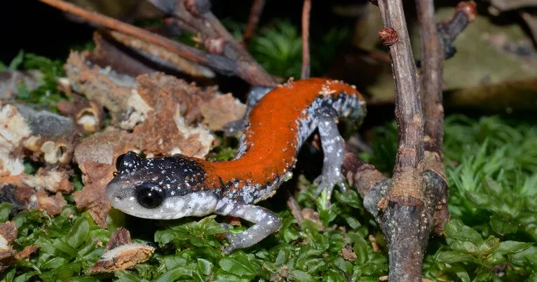 The secret lives of salamanders