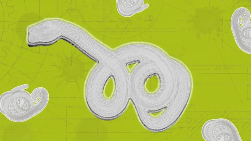 Parasitic worms: Architects of immunology
