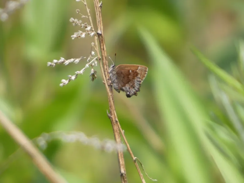 DEEP and UConn Researchers Working to Help Rare Butterfly Recover on Campus