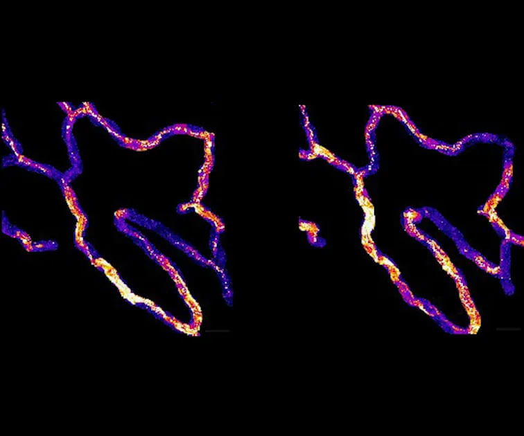 The hidden signaling network of blood vessels