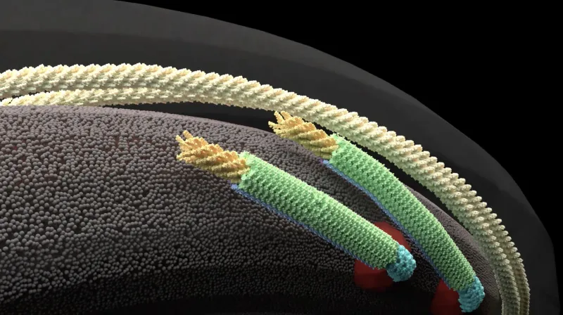 'Atomic zoom' brings gum disease bacteria into sharp focus
