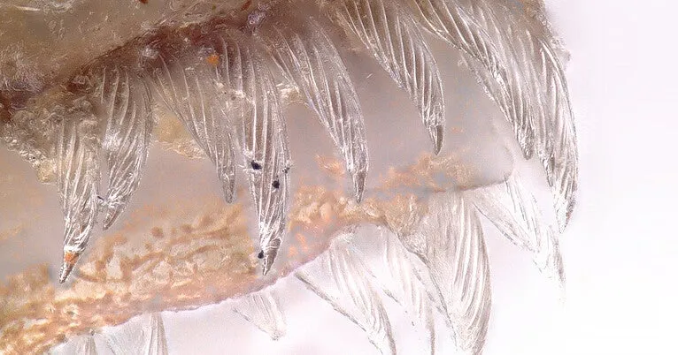 Tiny teeth fossils reveal ancient origins of ocean's most abundant deep-sea fish