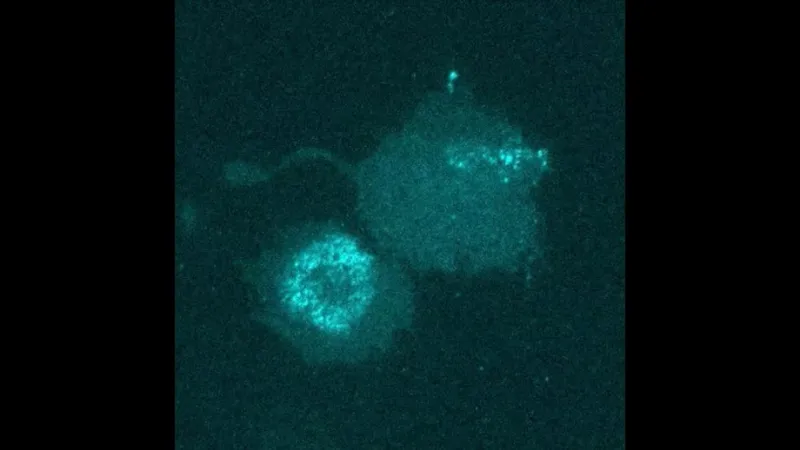 The rhythm that guides cell division