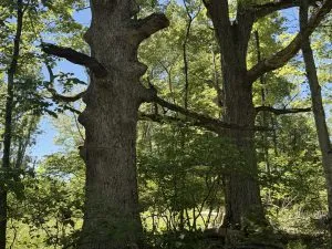 Deep Roots
