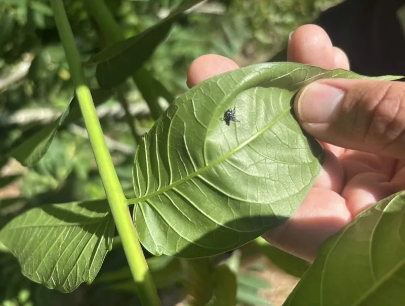 Lyme, Old Lyme Conservationists Monitor Growing Spotted Lanternfly Presence