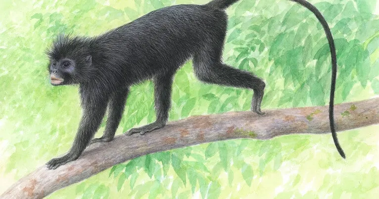 Meet 'Likweli': A new monkey species discovered in the Congo Basin