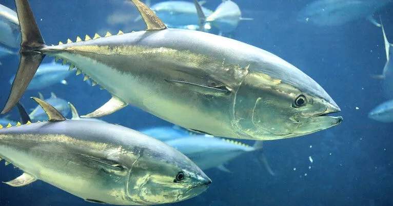 An asteroid doomed the dinosaurs. But did it drive tuna evolution?