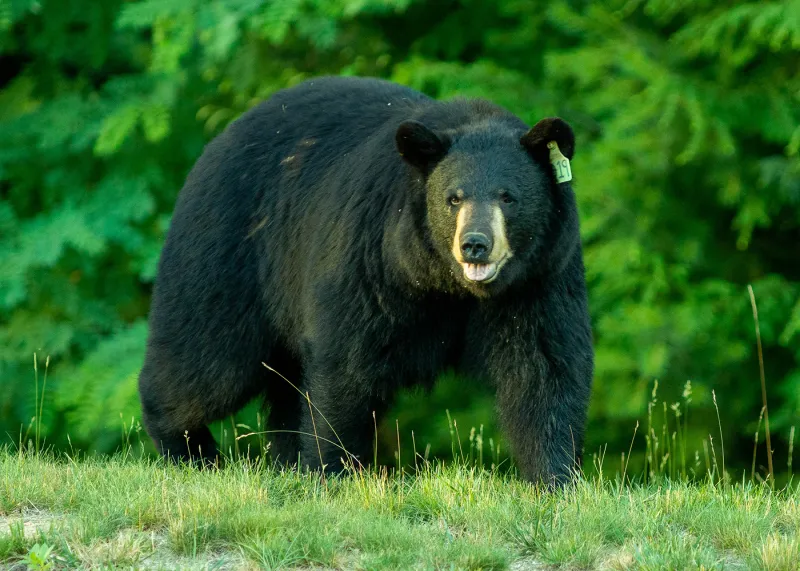 Bear sightings are increasing in CT. Here's what you need to know.