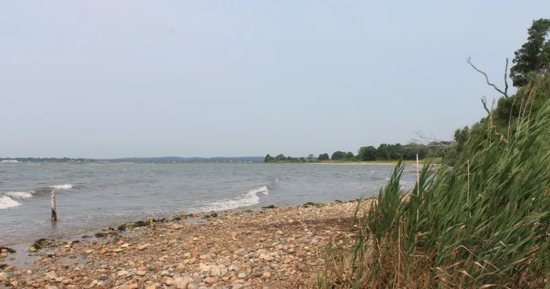 Training prepares community science effort to tag LI Sound horseshoe crabs