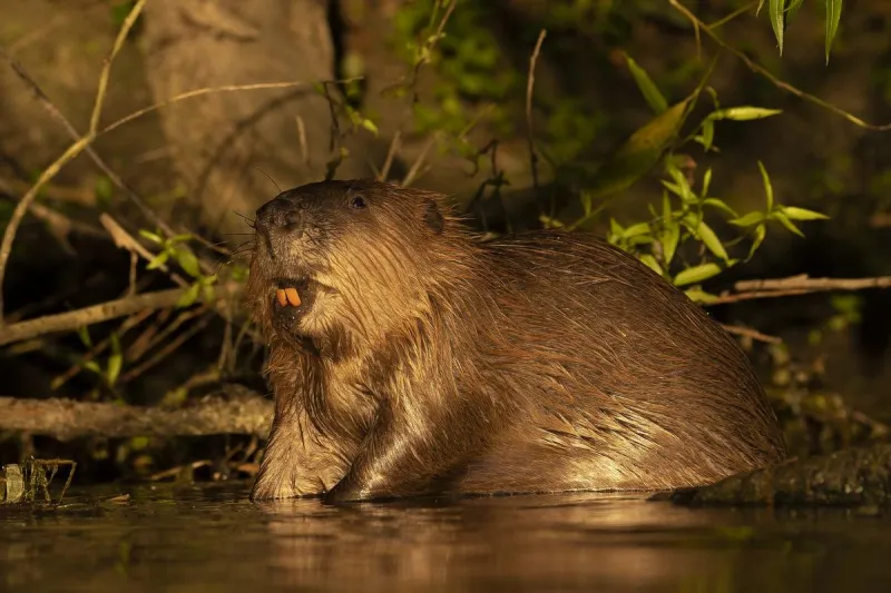 Rabid Beavers Reported in New York-Here's What to Know