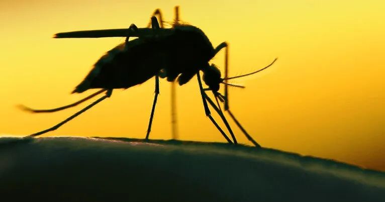 Climate change is likely worsening childhood malaria, study finds