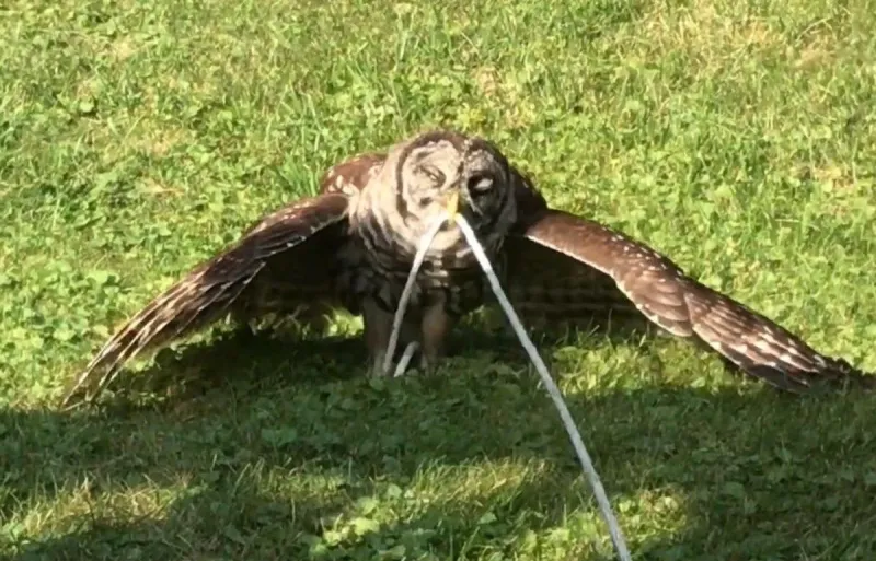 Why Owls Are Going Crazy in the Hudson Valley Right Now