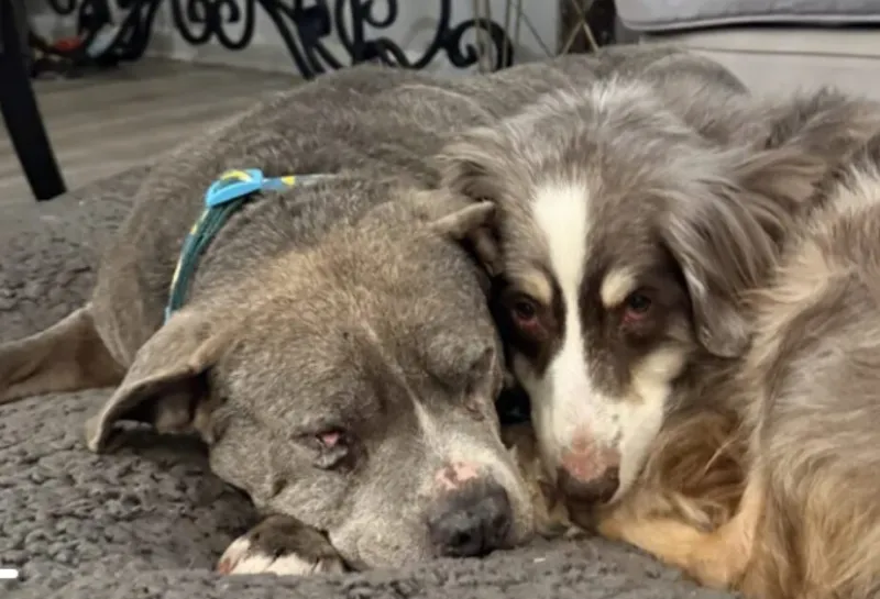Flood-Damaged Senior Dog Sanctuary in Stamford Needs Help