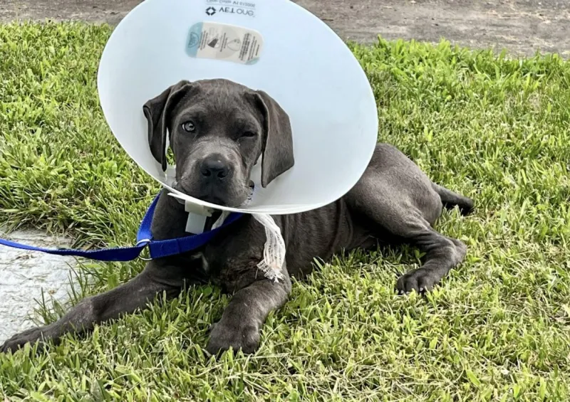 Animal Control Seeks Tips on Owner of Injured Puppy Found on I95 Near exit 4