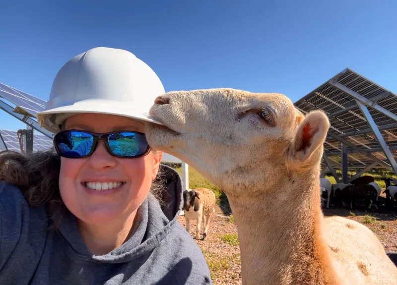 A CT sheep farmer's view from the solar field