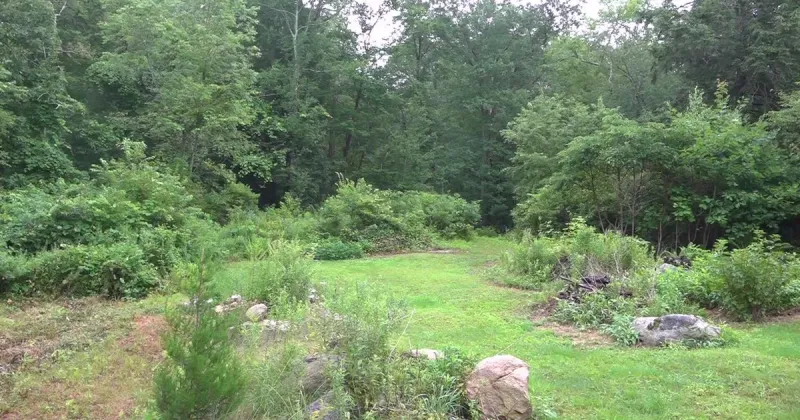 Bigfoot sighting reported near Connecticut's Pachaug State Forest, group says
