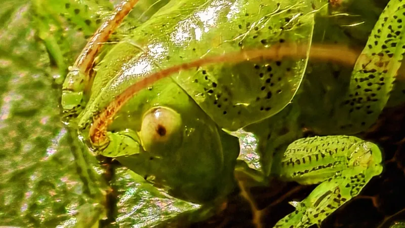 Mysterious Bug With Painful Bite Begins Screeching at Night in Hudson Valley