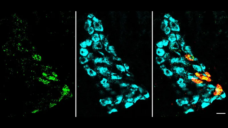 'Little brain on the heart' is essential for cardiac function