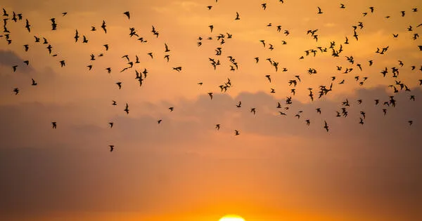 Can investors make a profit by saving bats?