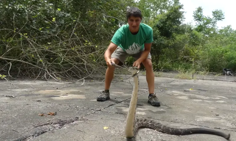Connecticut's Most Dangerous Animal Might Surprise You