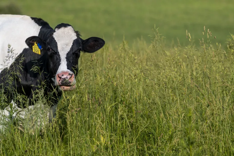 A Better Test for Leptospirosis in Cattle