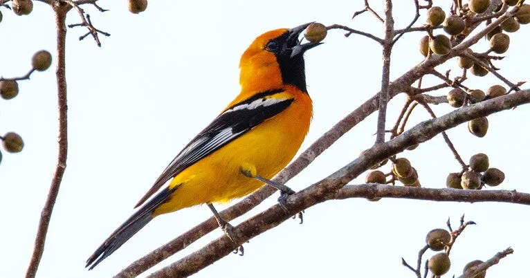 Extreme weather now a key predictor of where bird species occur in North America, study finds