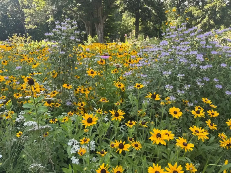 UConn Student Working for Fewer Lawns and More Meadows Across CT