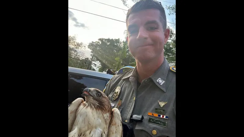 Injured Hawk Rescued by Connecticut State Police in Mansfield
