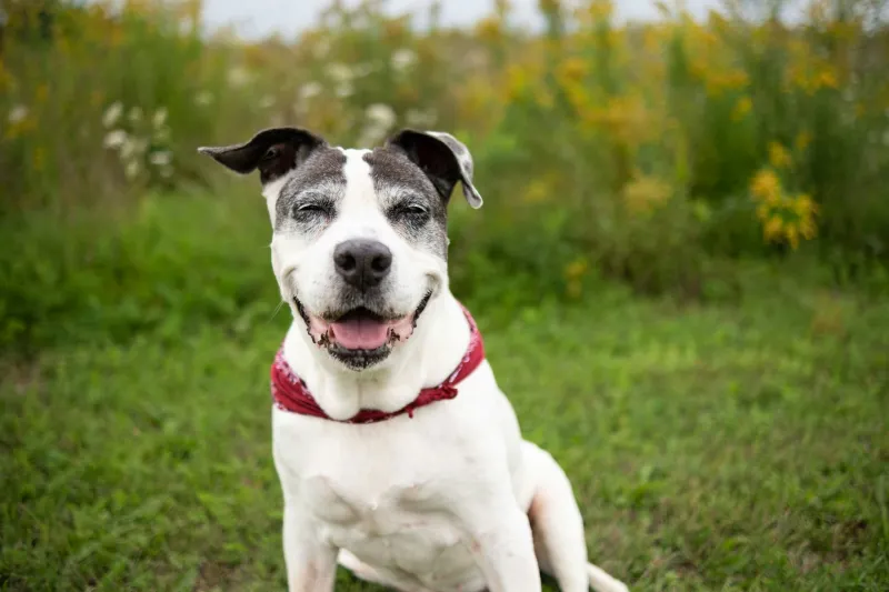 UConn Startup Acquired by Leading Animal Health Company