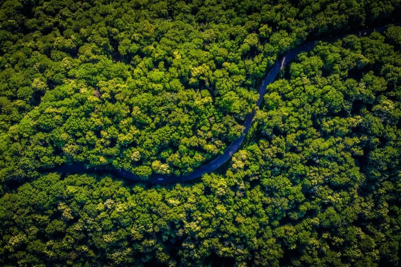 Can Satellites Detect When Forests Lose Resilience?
