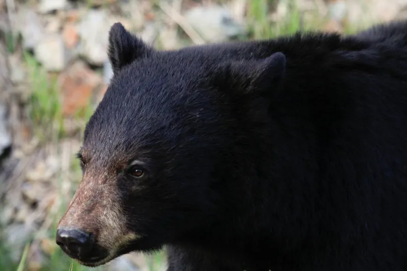 Black Bears are Booming in These Three Massachusetts Counties