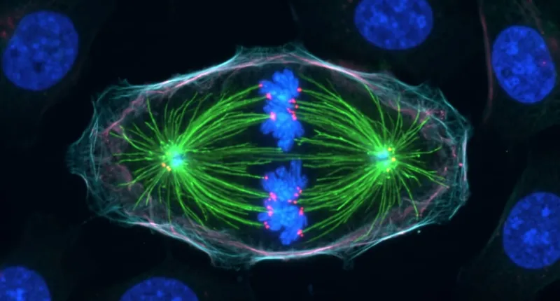 Hidden switch in cell division may point to new cancer treatments