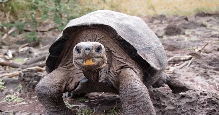 Reading the giant tortoise DNA that time forgot