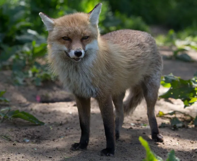 New York Issues Rabies Warning After Fox Bites Visitor
