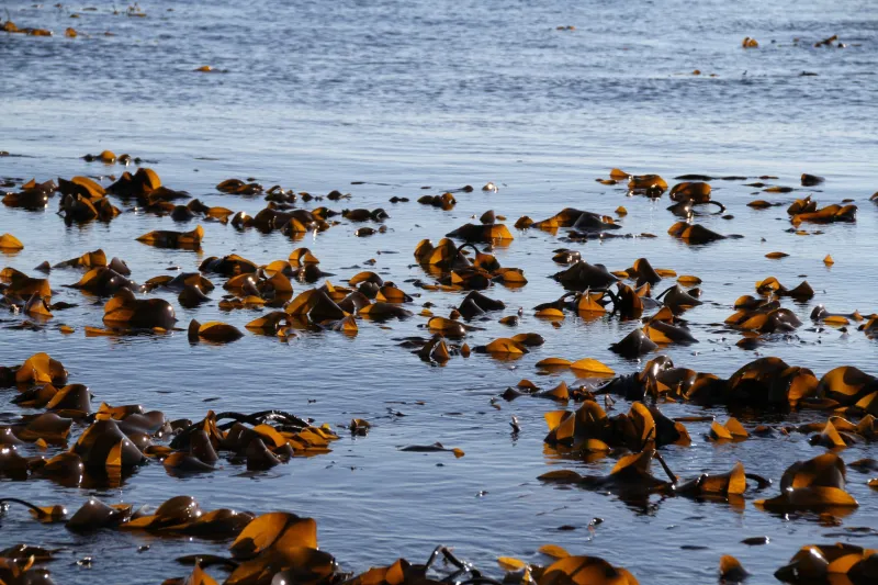 Trading in Palm Trees for Seaweed to Support Domestic Manufacturing