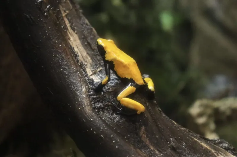 From a Rare Blue Lobster to a Parrot Who Knows His Name: Meet the Newest Animals on Exhibit at The Maritime Aquarium