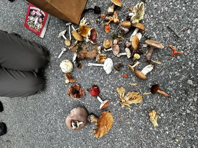 The Fungus Among Us: Hikers Uncover Science of Mushrooms at Champlain South in Old Lyme