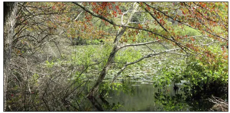 Help preserve the Preserve in Old Saybrook