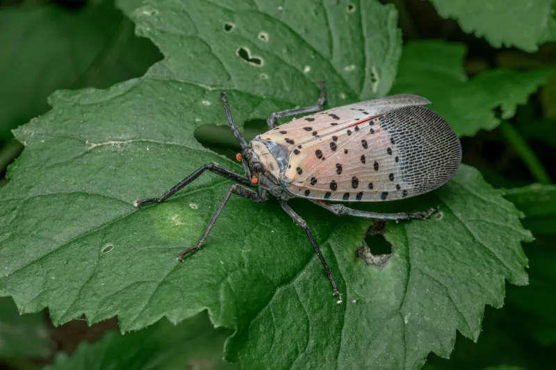 Ask UConn Extension: What to Know About Spotted Lanternfly