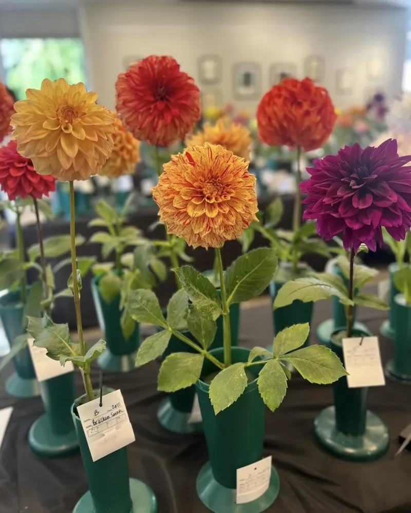 Greenwich Botanical Center & Greenwich Dahlia Society Present Dazzling Dahlia Show