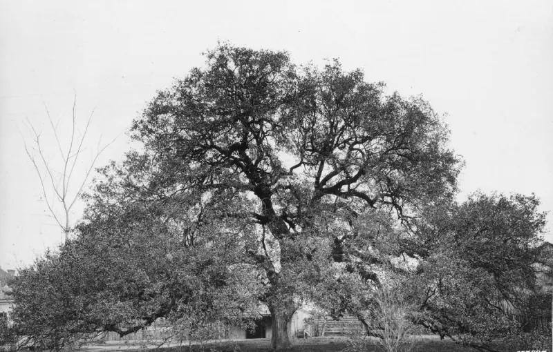 The Fascinating Story Behind Connecticut's Famous Charter Oak
