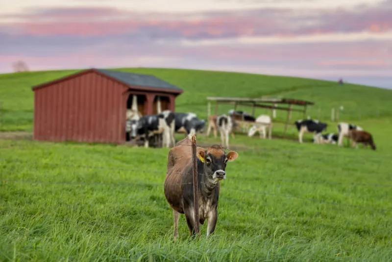 Measuring Milk's Carbon Footprint