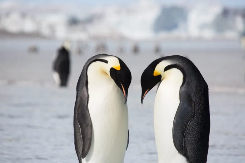 Mapping Uncharted Antarctic Genomes