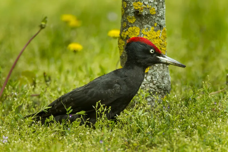 New Paper Highlights Breadth of Vertebrate-Insect Interactions