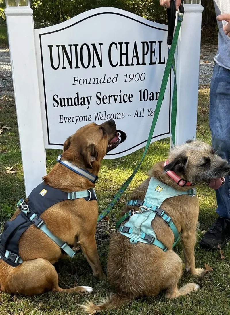 South Lyme Union Chapel to Hold Annual Blessing of Pets, Oct. 4