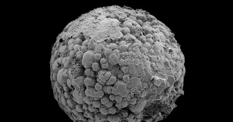 Moving back the clock: Did animal life begin 200 million years earlier than we thought?